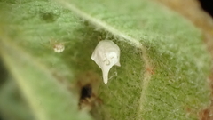 Paidiscura pallens