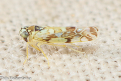 Eupteryx andalusiaca