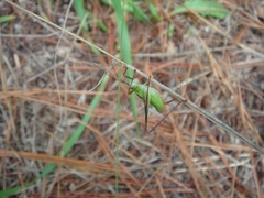Leptophyes punctatissima