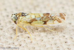 Eupteryx andalusiaca