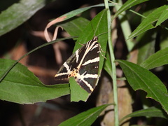 Euplagia quadripunctaria