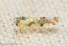 Eupteryx andalusiaca