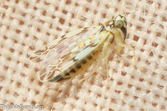 Eupteryx