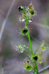 Drosera auriculata