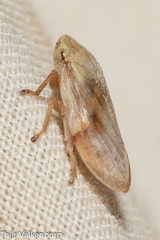 Aphrophorinae