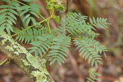 Acacia elata