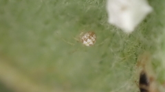 Paidiscura pallens