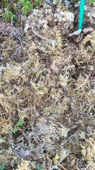 Hylocomium splendens