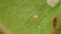 Paidiscura pallens