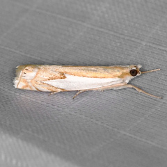 Crambus bidens