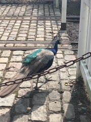 Pavo cristatus