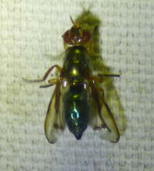 Senopterina