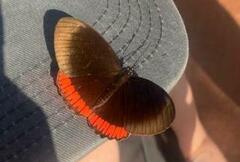 Biblis hyperia