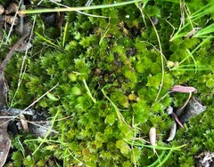 Rosulabryum