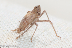 Parorgerioides perezii