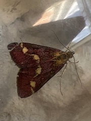 Pyrausta purpuralis
