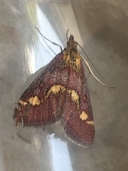 Pyrausta purpuralis
