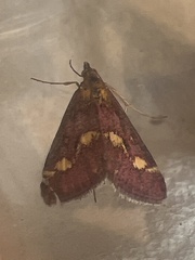 Pyrausta purpuralis