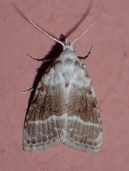 Meganola albula