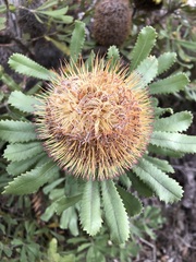 Banksia ornata