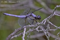 Libellula flavida