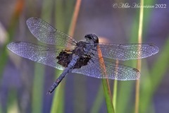 Celithemis martha
