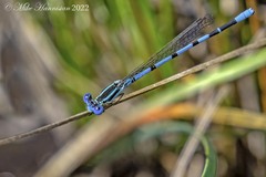 Argia bipunctulata