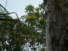 Deplanchea tetraphylla