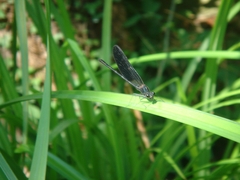 Calopteryx haemorrhoidalis