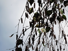 Zosterops erythropleurus