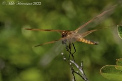 Libellula semifasciata
