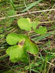 Heracleum sphondylium