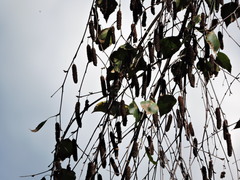 Zosterops erythropleurus