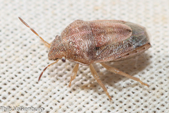 Neottiglossa bifida