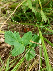 Heracleum sphondylium