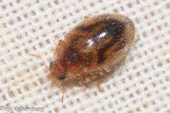 Rhyzobius chrysomeloides