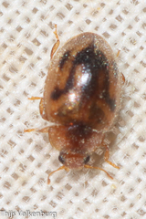 Rhyzobius chrysomeloides