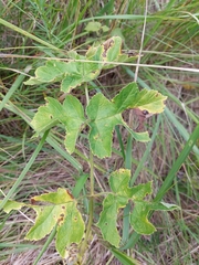 Heracleum sphondylium