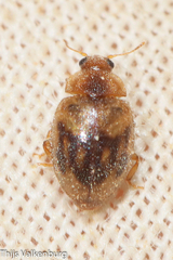 Rhyzobius chrysomeloides