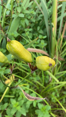 Iris domestica