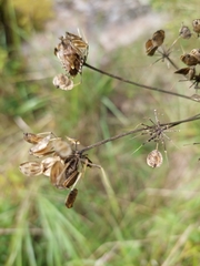 Heracleum sphondylium