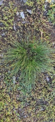 Juncus articulatus