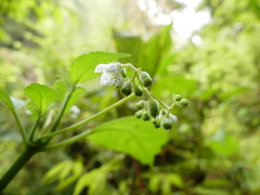 Klaprothia mentzelioides