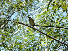 Emberiza elegans