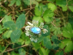 Hoplia coerulea
