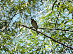 Emberiza elegans