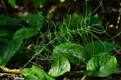 Equisetum arvense