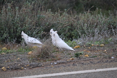 Cacatua sanguinea