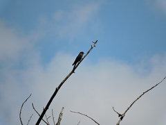 Eurystomus orientalis