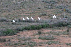 Cacatua sanguinea
